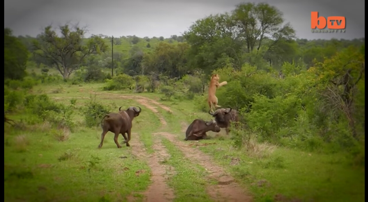 Buffalo killed a lion