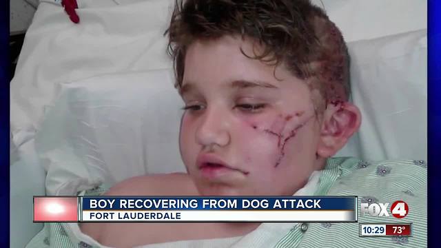 Boy Recovering From Dog Attack