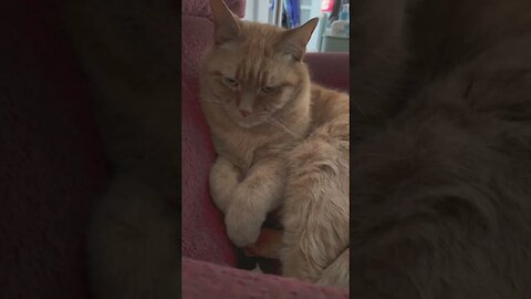 Cats never know what to do with their paws 😂