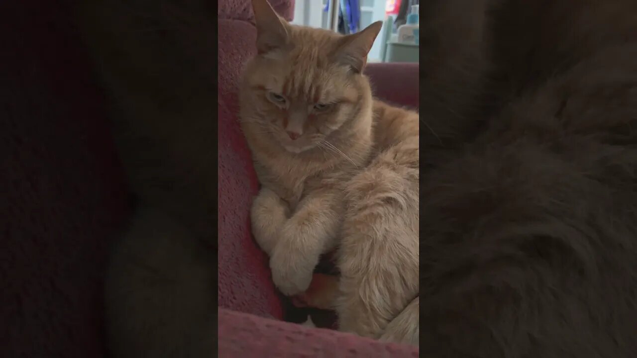 Cats never know what to do with their paws 😂