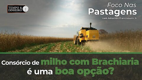 Foco nas Pastagens : consórcio de milho com Brachiaria é uma boa opção?