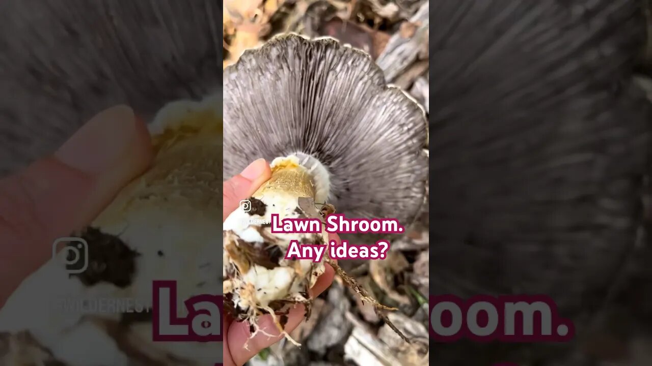 🍄 Lawn shroom. Any idea what it is? #natureshorts #outdoors #naturelovers #reels #mushroom