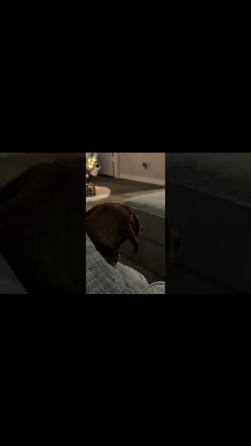 Mini Dachshund Charlie Won’t Be My Friend