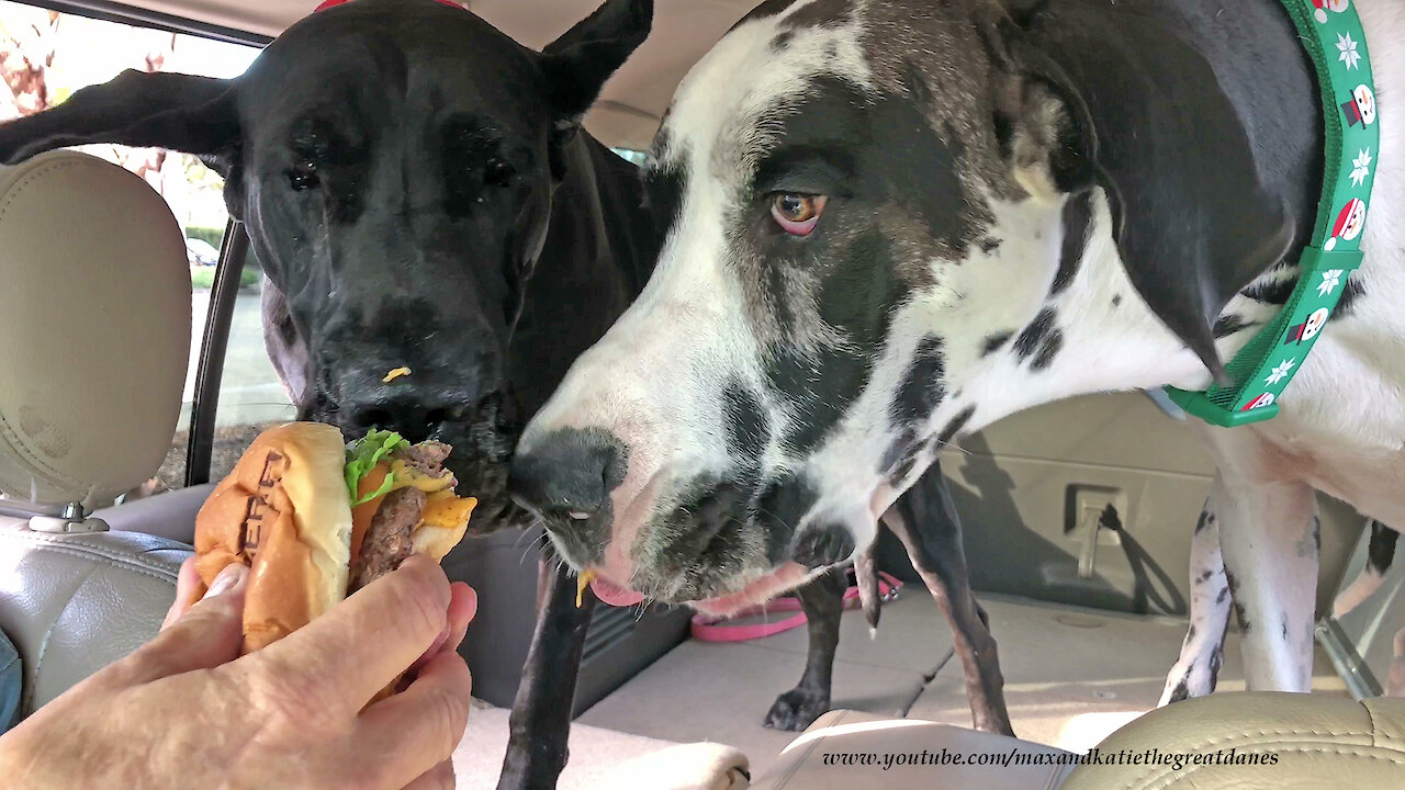 Funny Great Danes Share A BurgerFi Cheeseburger and Custard