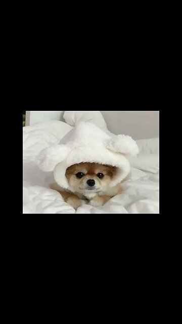 This Dog's Hilarious Reaction to [You'll Never Guess What] Will Make Your Day!