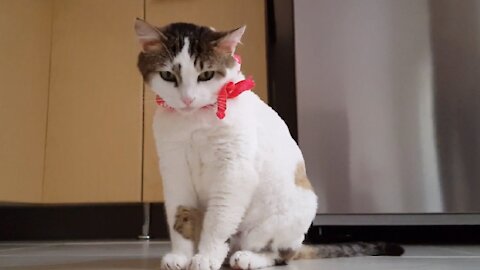 A cat licks her fingers