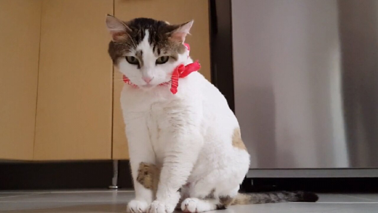 A cat licks her fingers