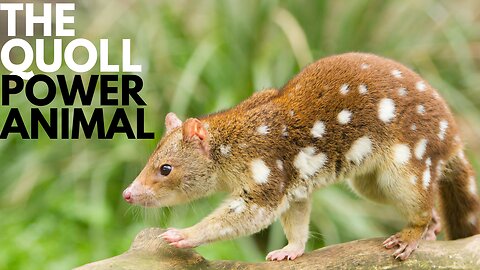 Quoll Power Animal