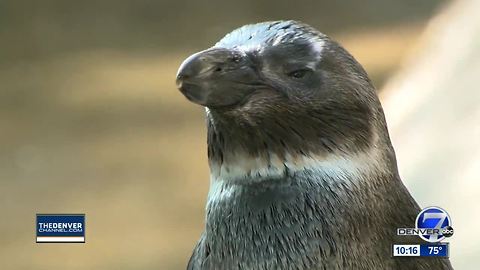 Bodhi’s Bargain Days: Discounted Denver Zoo admission when the temperature goes above 90