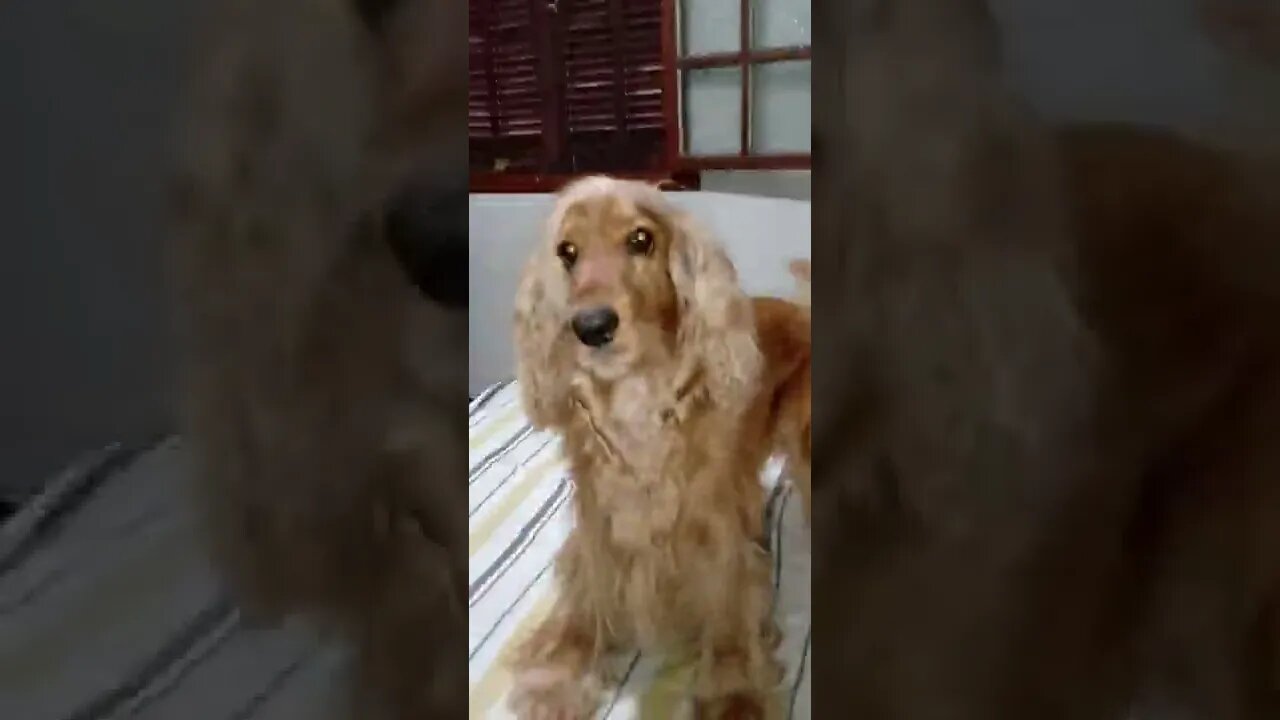 golden dog