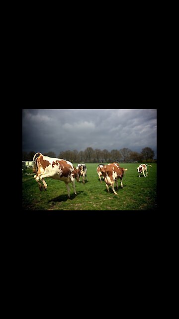 FUNNY COW │ Cow Song & Cow Videos