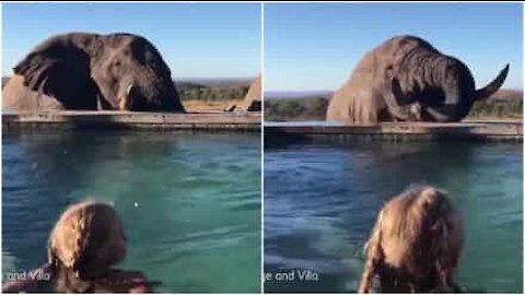 Elefante curioso beve dalla piscina di un hotel