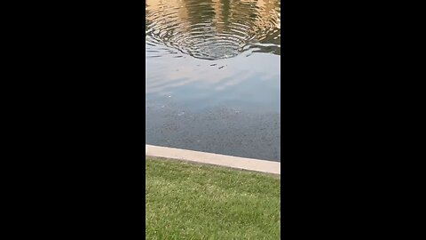 flying birds in water