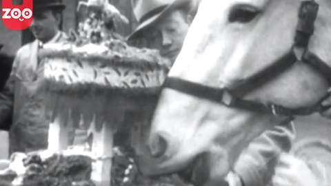 1930's News Clip: Christmas Cake for Sick Animals