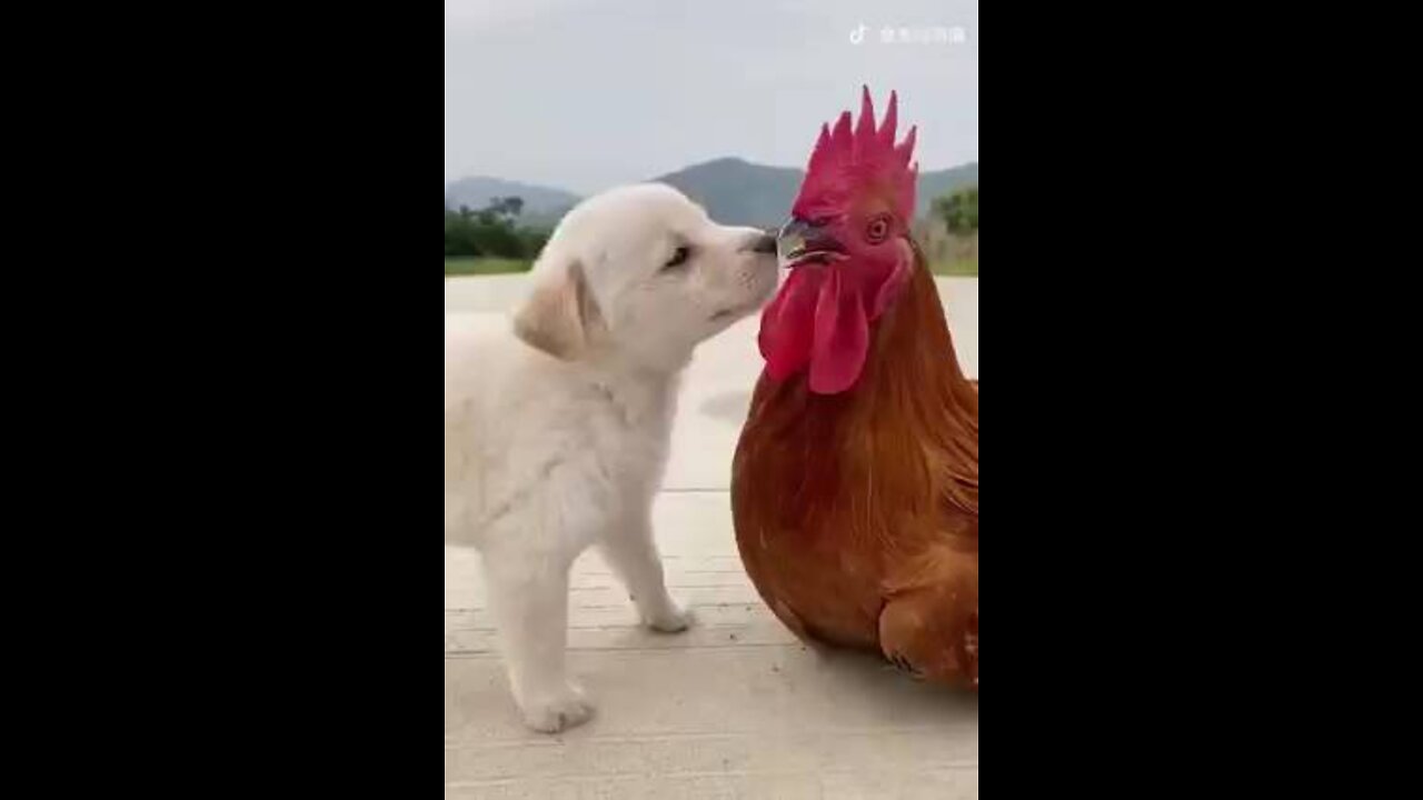 Dog Love with animals