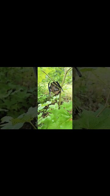 Bat Flew in The House @JayPrehistoricPets