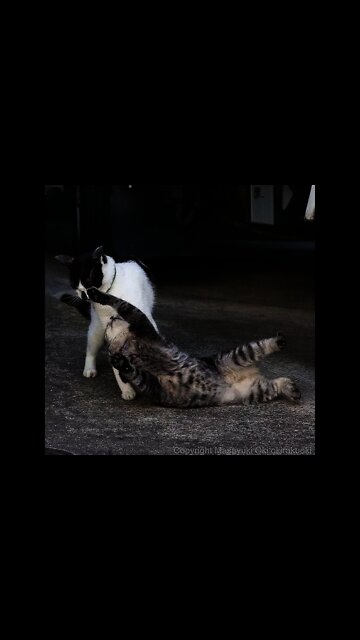 Funny Cats and Kittens Meowing Compilation #03 #shorts