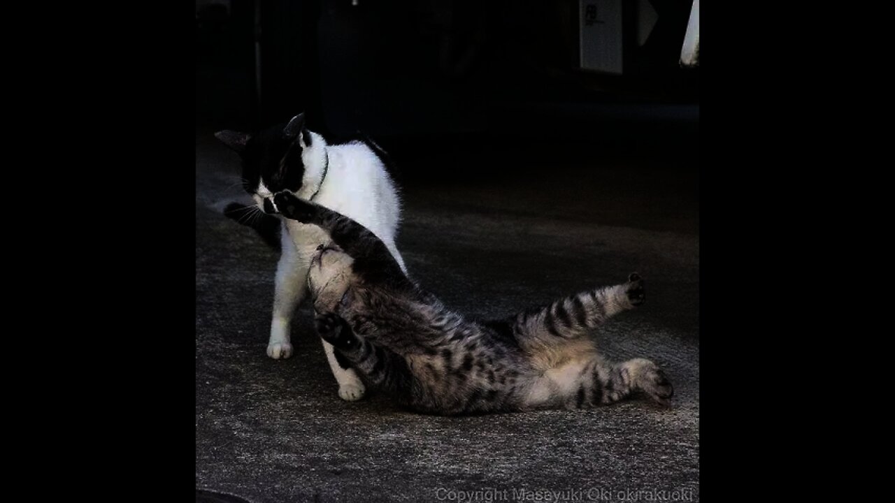 Funny Cats and Kittens Meowing Compilation #03 #shorts