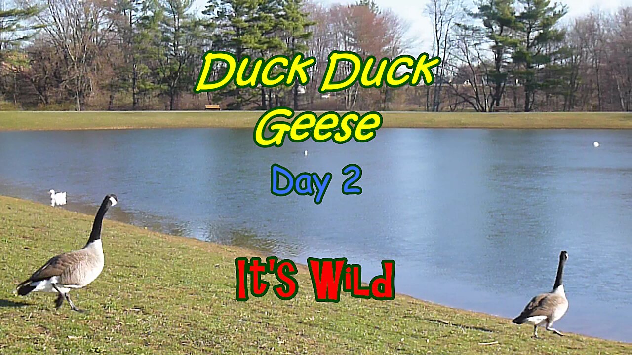 Duck Duck Geese Day 2 – It’s Wild