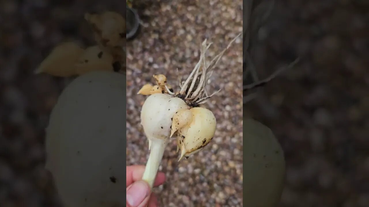 elephant garlic harvest