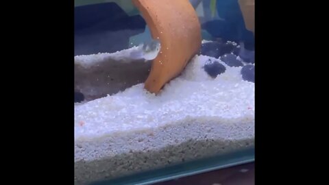Peekaboo!