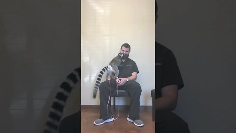 Ring-tailed Lemur Nose Licks!