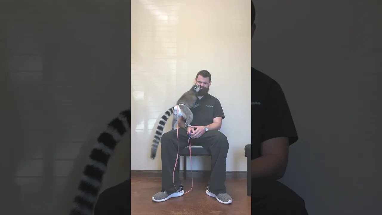 Ring-tailed Lemur Nose Licks!