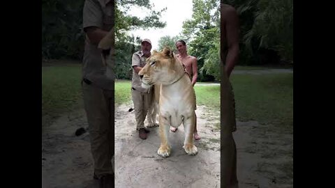 Is this this biggest cat in the world 😳