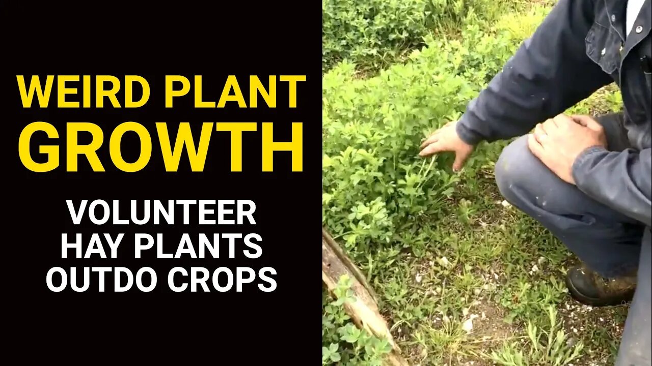 WEIRD PLANT GROWTH: Volunteer Hay Plants Outdo Crops