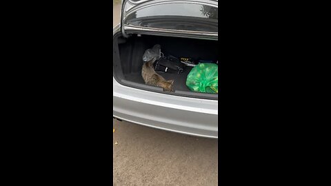 Cats wondering around car