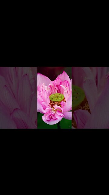 1 Minute Meditation I'M GRATEFUL FOR MY MIND POWER #shorts #youtubeshorts #1minutemeditation #zen