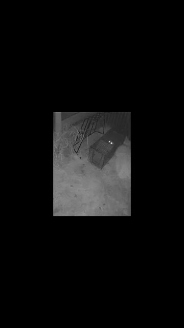 🦝Ever have to deal with raccoons?