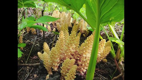 Adventure of Skunk Cabbage and Squaw Root - time lapse slide show