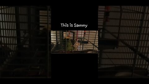 Sammy the talking Parrot 🦜