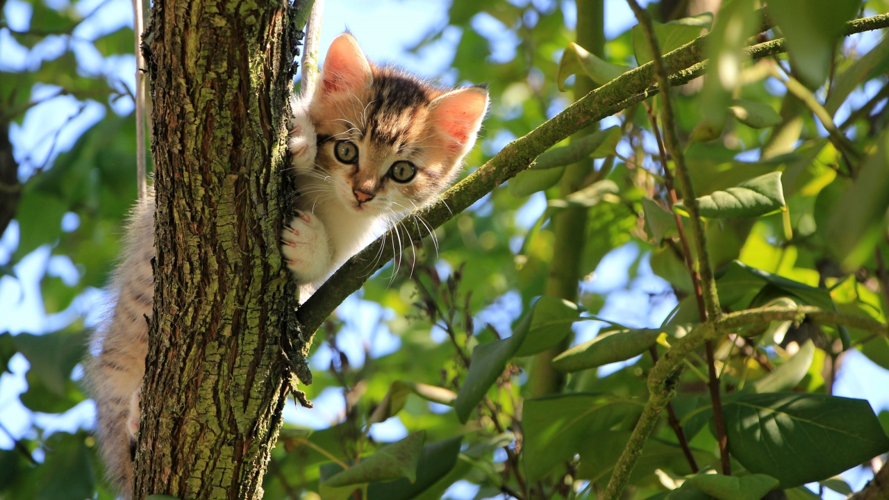 EU 'Categorically' Denies That It Will Ever Force Cats To Stay Inside