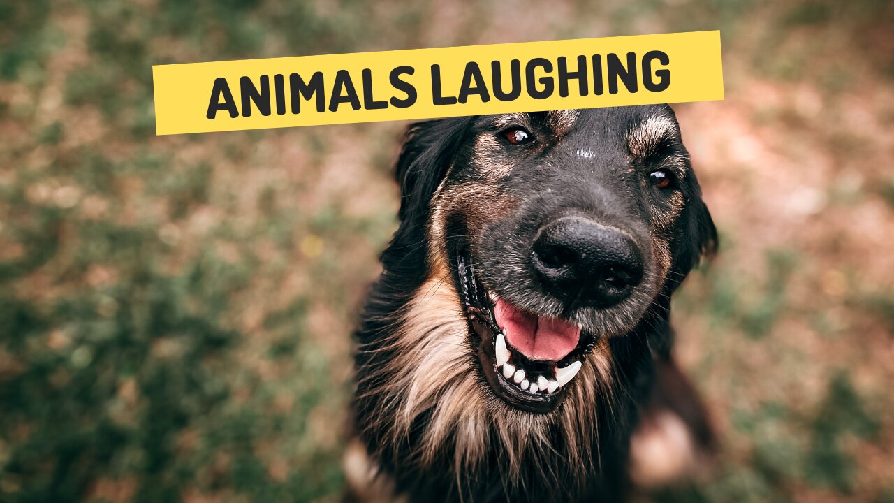 Animals laughing funny videos Funny animals laughing video Copyright free meme only