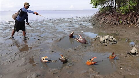 Amazing Hunting King Crabs at Mud Sea