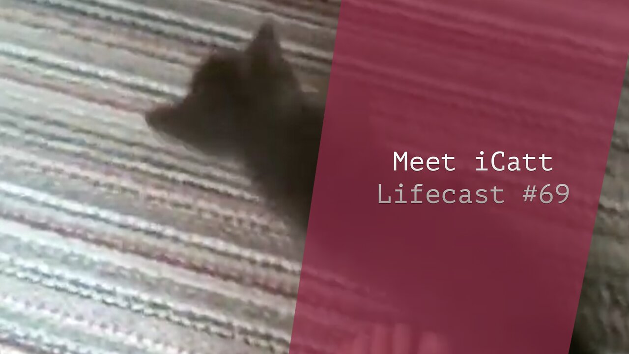 A New Friend: Meet iCatt | Lifecast #69