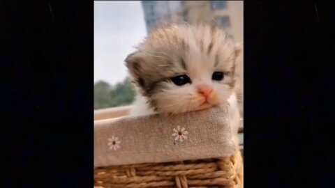 Sad baby cat