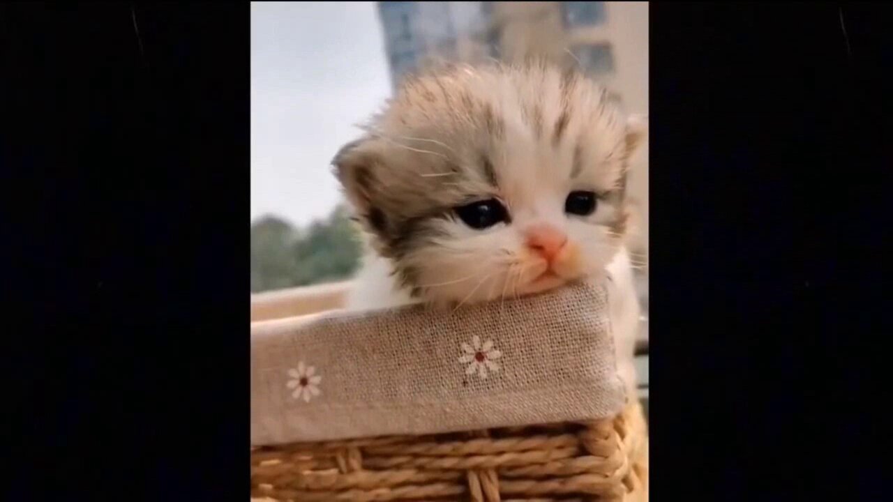 Sad baby cat