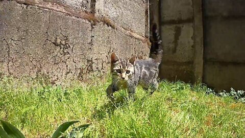 Cute Tabby Cat Playing in Backyard :)