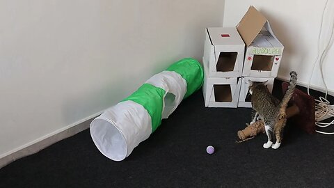 Cat Inspects His Toy House