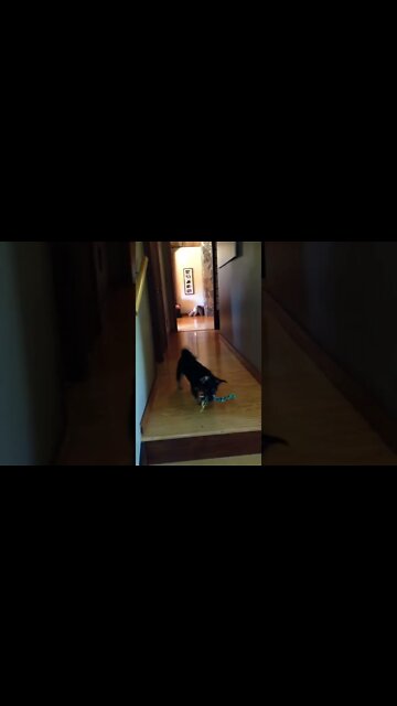 Hopping After The Ball