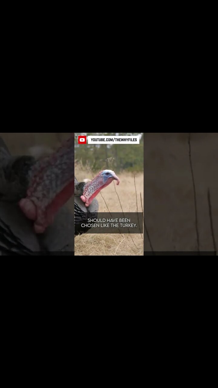 True or False? Did you know all of these? #04 #thewhyfiles #shorts