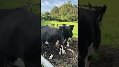 4 cows