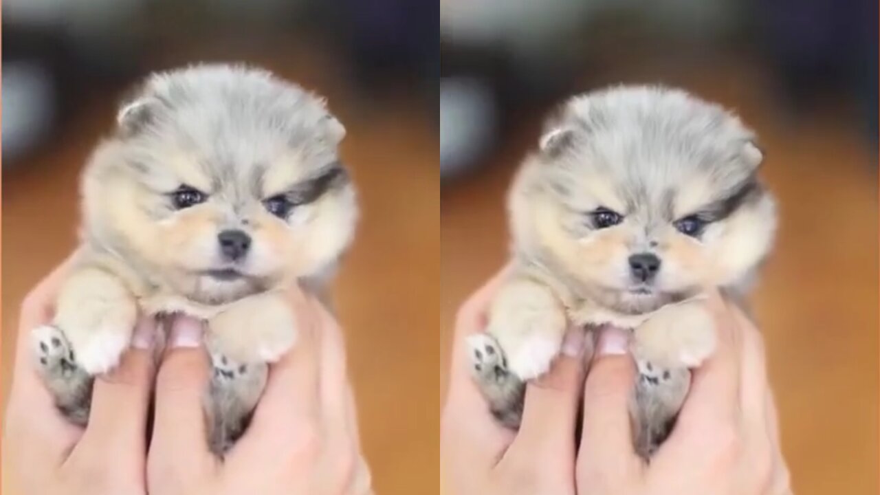 Watch this cute puppy - the most beautiful puppy in 2021