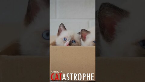 #CATASTROPHE - Box Kittens