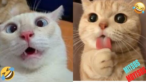 Funny Animal Videos 2022 😂 - Funniest Dogs And Cats Videos 😺😍