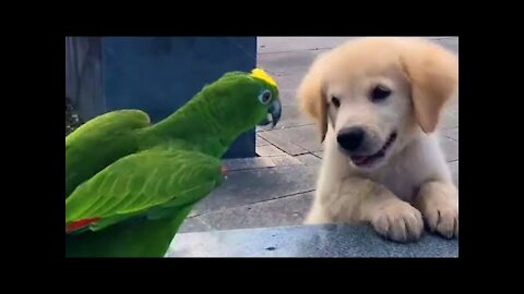 Cutest Golden Puppy and Parrot Duo To Make Your Day