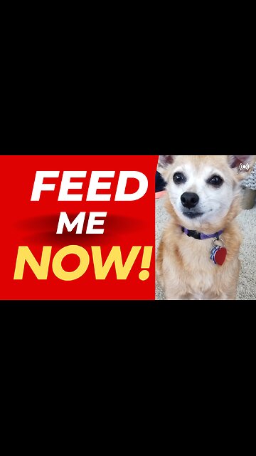 Dog Throws Adorable Food Tantrum